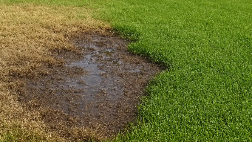 Overwatered dormant Bermuda lawn in late fall showing brown patches with visible water pooling and soggy soil surface beside healthy green sections.