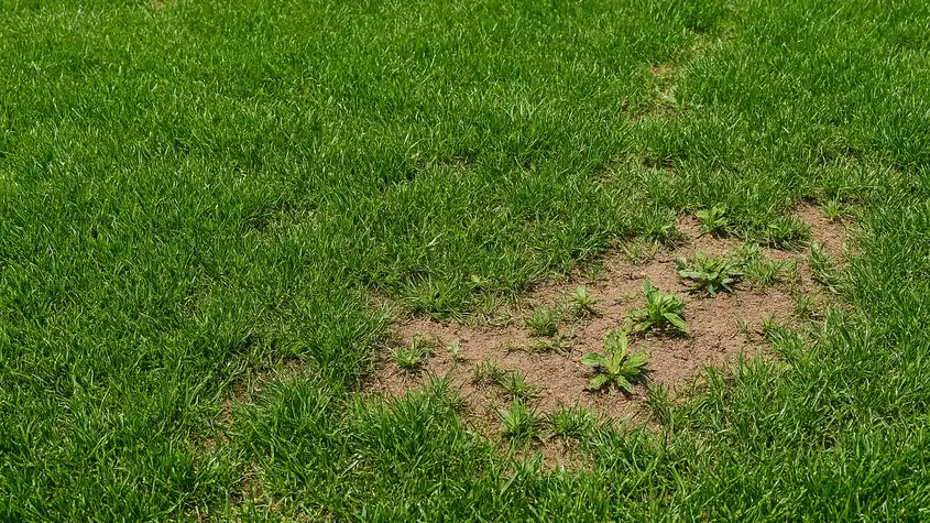 A lush, overly thick Bermuda lawn with visible bare patches and weeds emerging through dense green growth, showing signs of thinning despite healthy appearance.